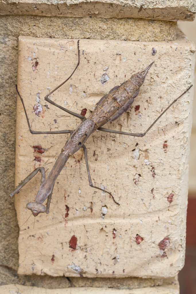 Mantid. Archimantis monstrosa.
