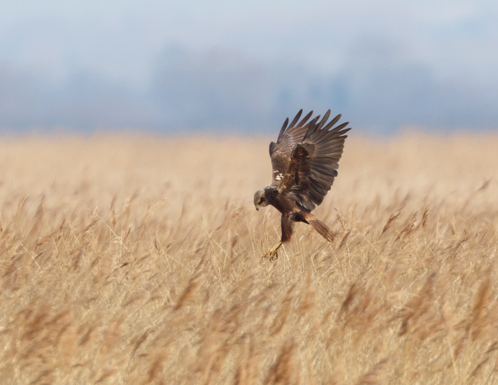 Marsh Harrier (F)