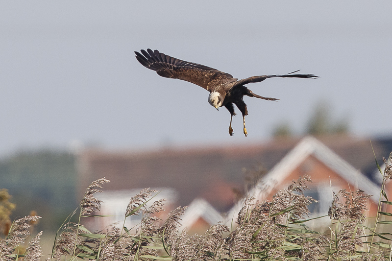 Marsh Harrier (female)