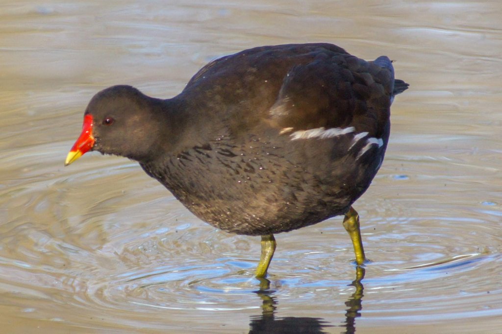 Moorhen