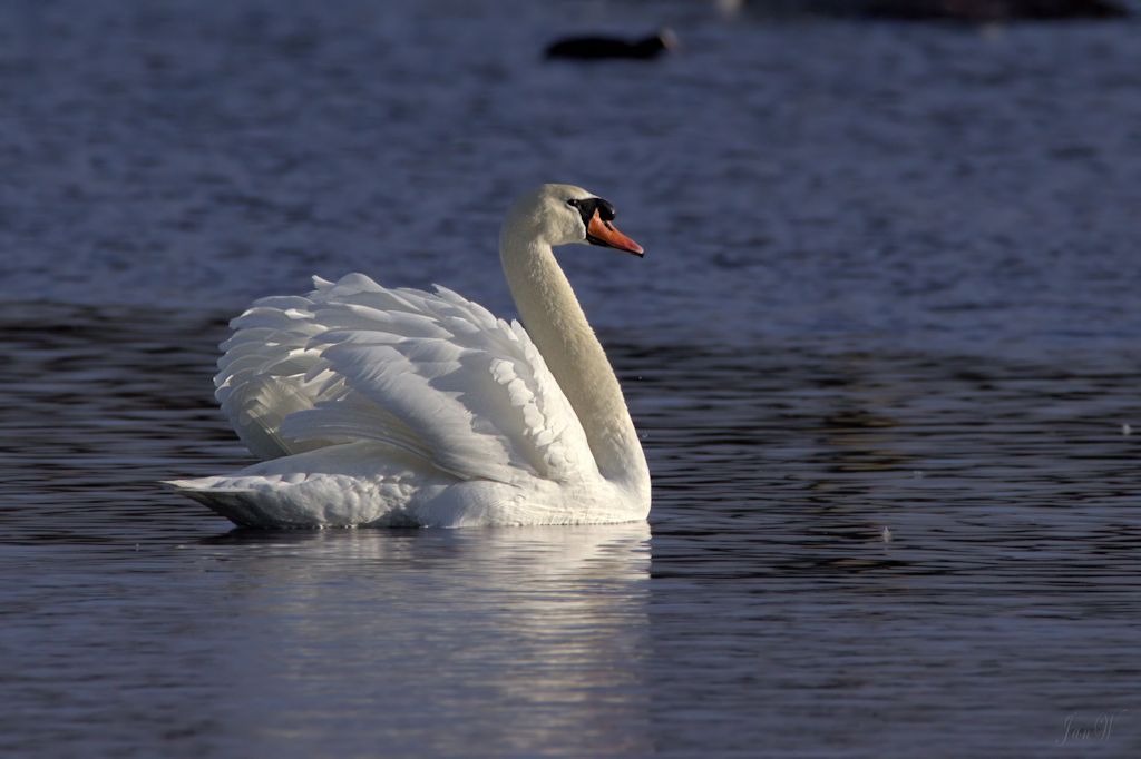 Mute Swan