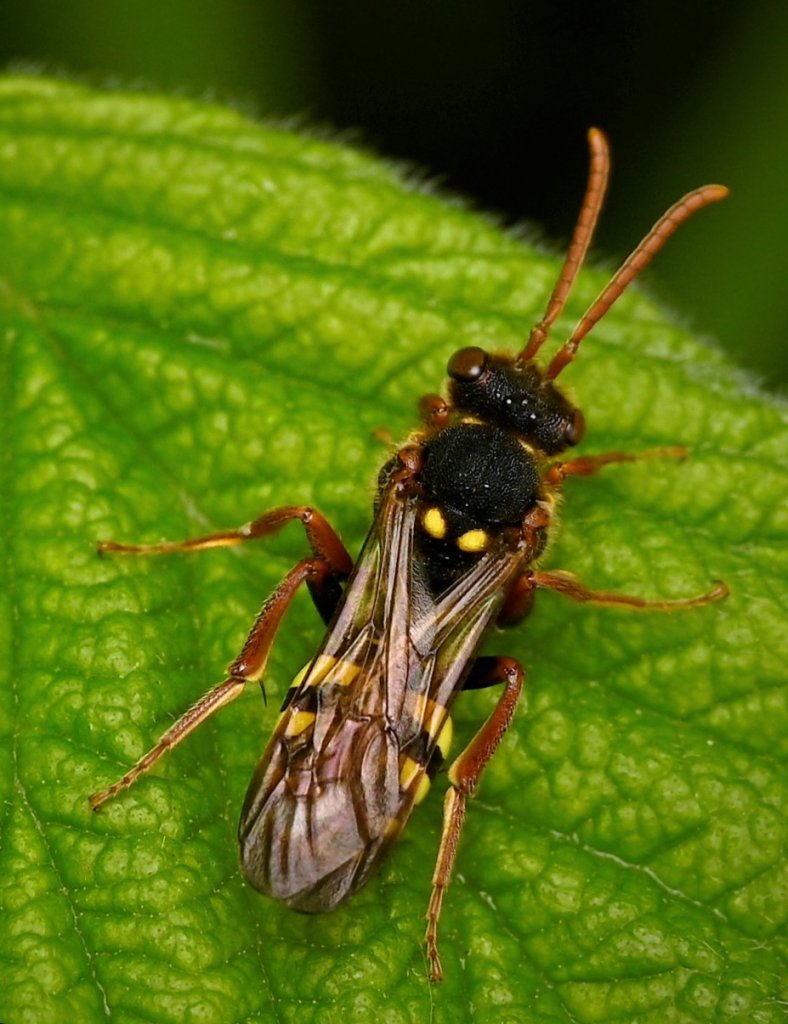 Nomad Bee