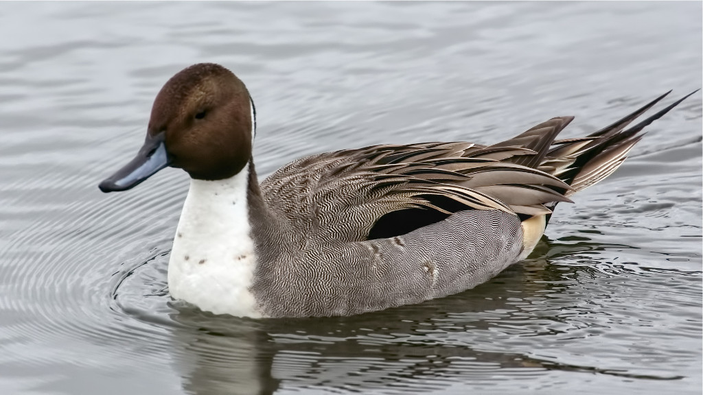 Northern Pintail.jpg