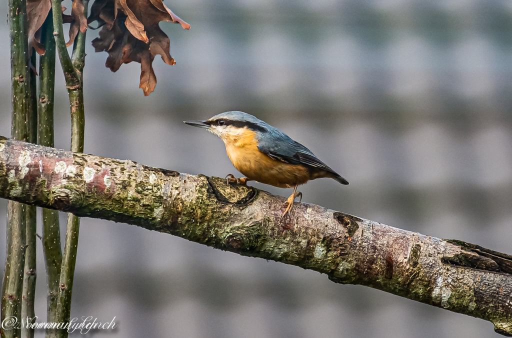 Nuthatch