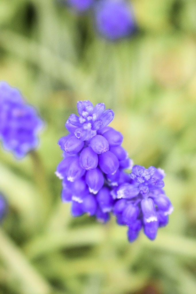 Our spring garden | Nikon D5300