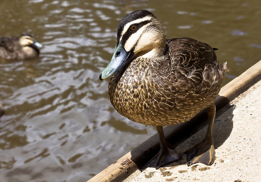 Pacific black duck