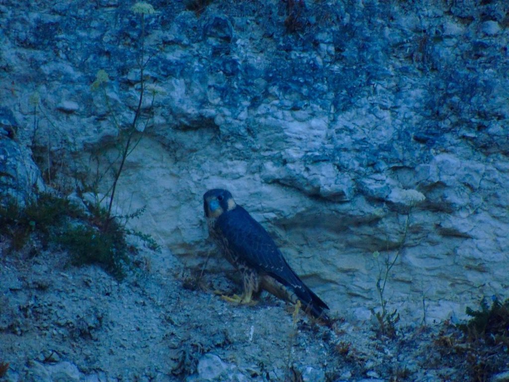 Peregrine falcon and moon carrot