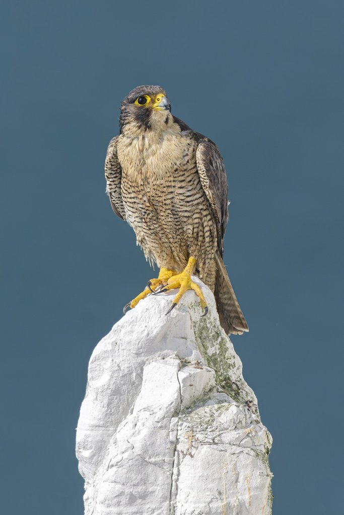 Peregrine falcon