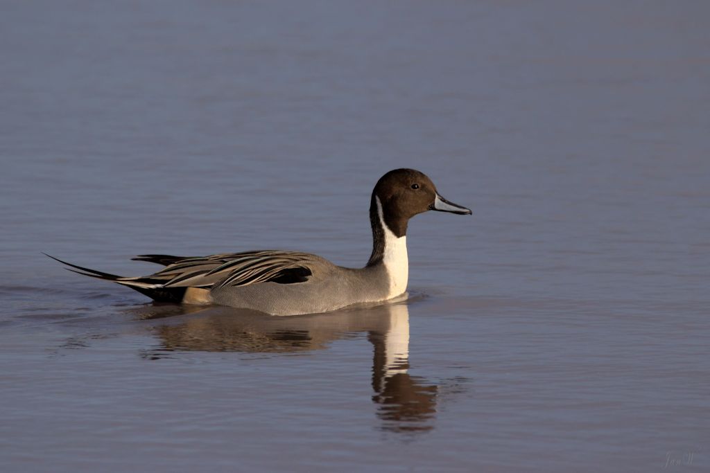Pintail