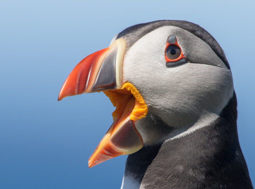 Puffin