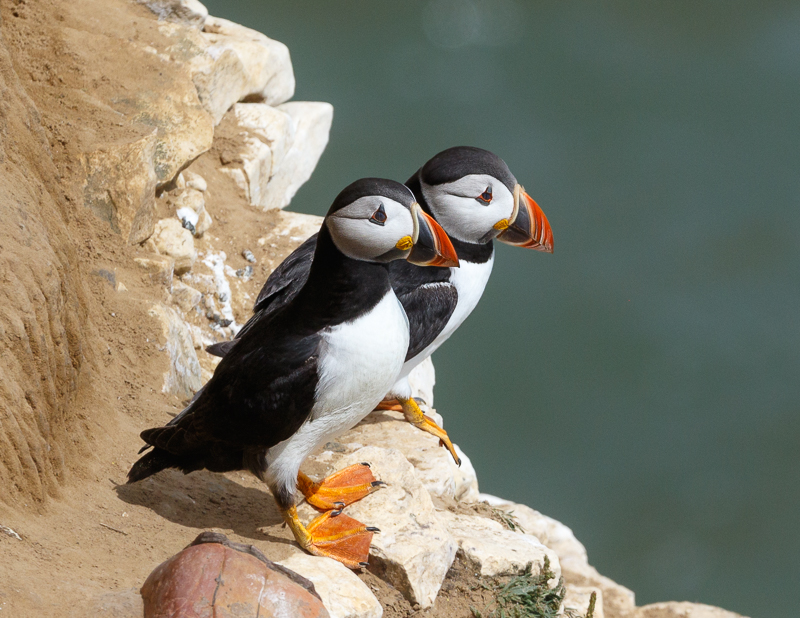 Puffins