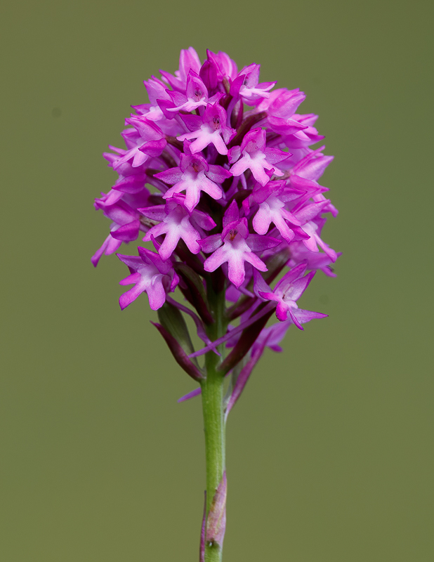 Pyramid Orchid