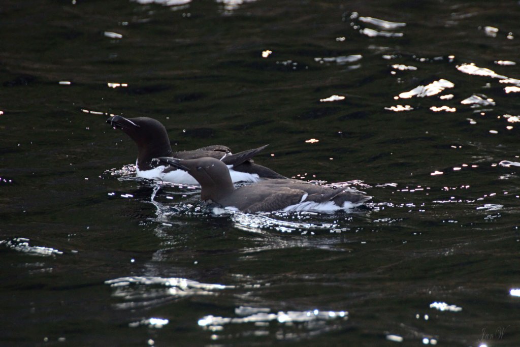 Razorbill guillemot.jpg
