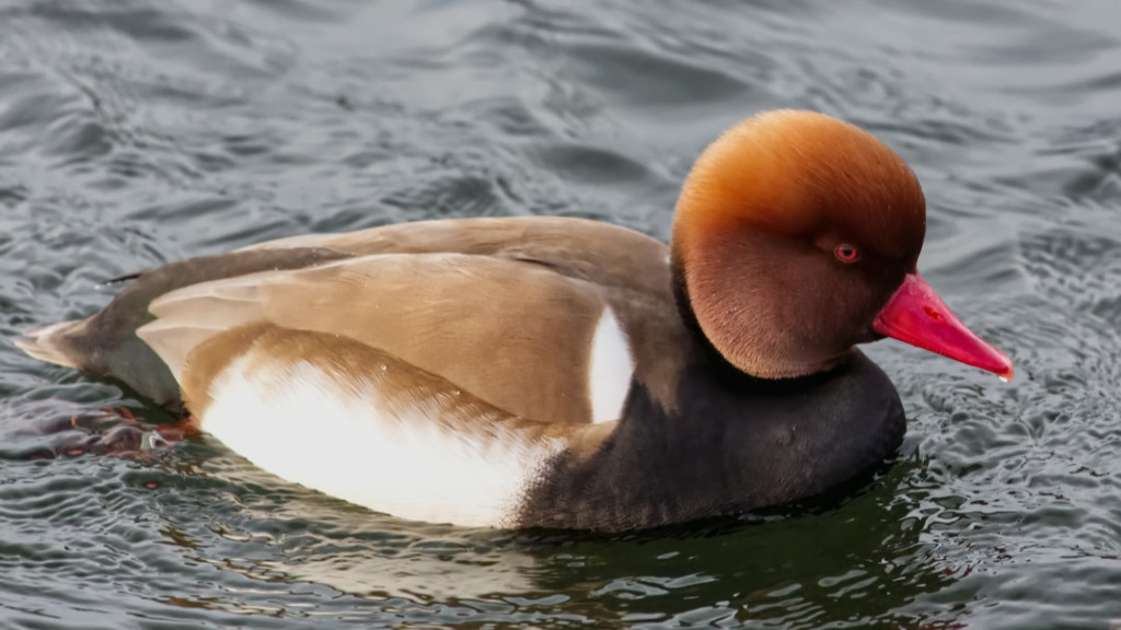 Red-crested Pochard.jpg