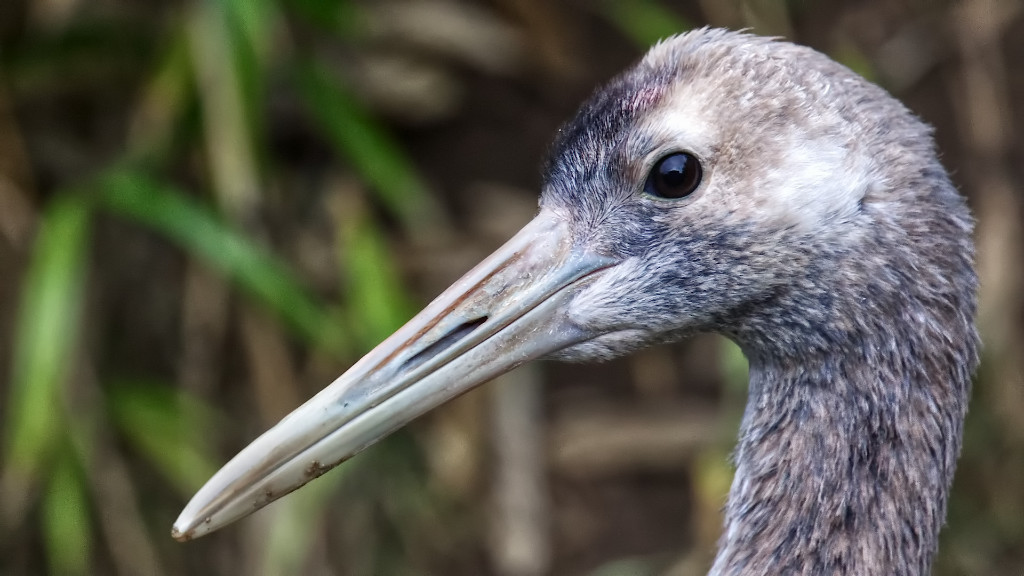 Red-crowned Crane (Juvenile).jpg