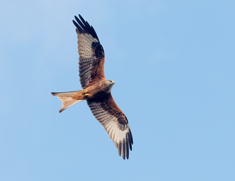 Red Kite