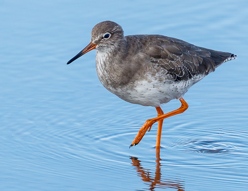 Redshank