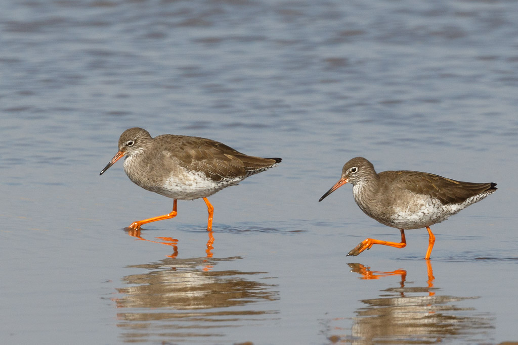 Redshanks