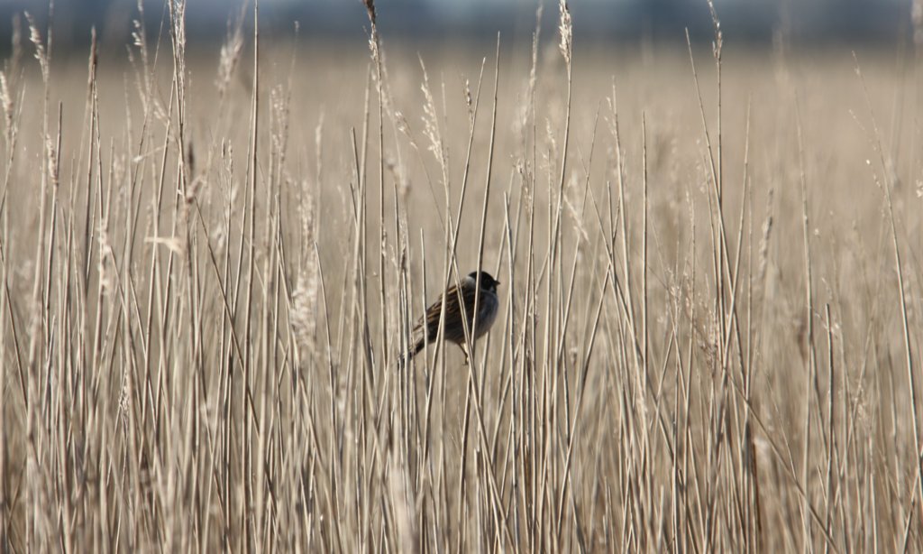 Reed Bunting