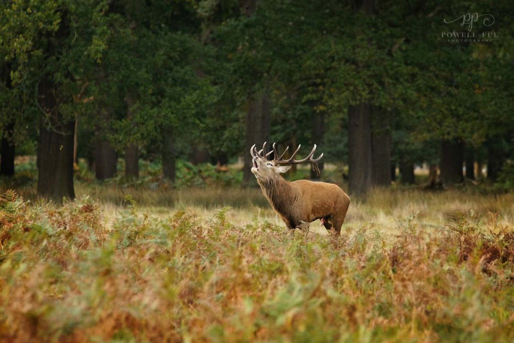 Richmond_park_stag_powell-ful_photography.6.jpg