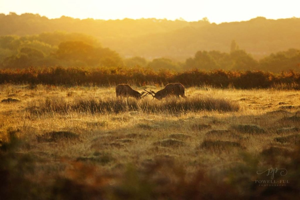 Richmond_park_stag_powell-ful_photography.8.jpg