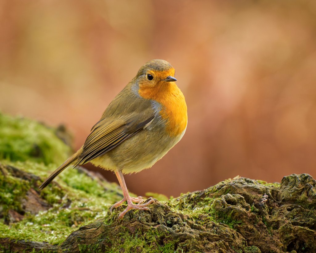 Robin (Erithacus rubecula)
