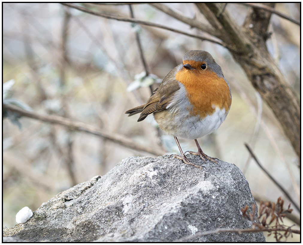 Robin on stone.jpg