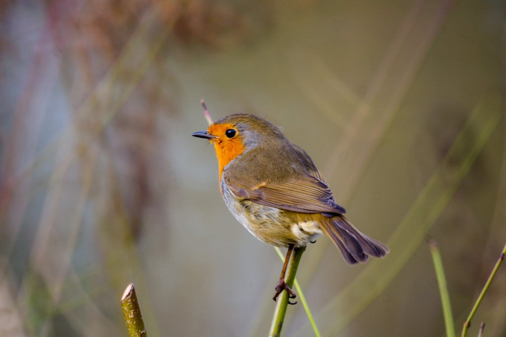Robin