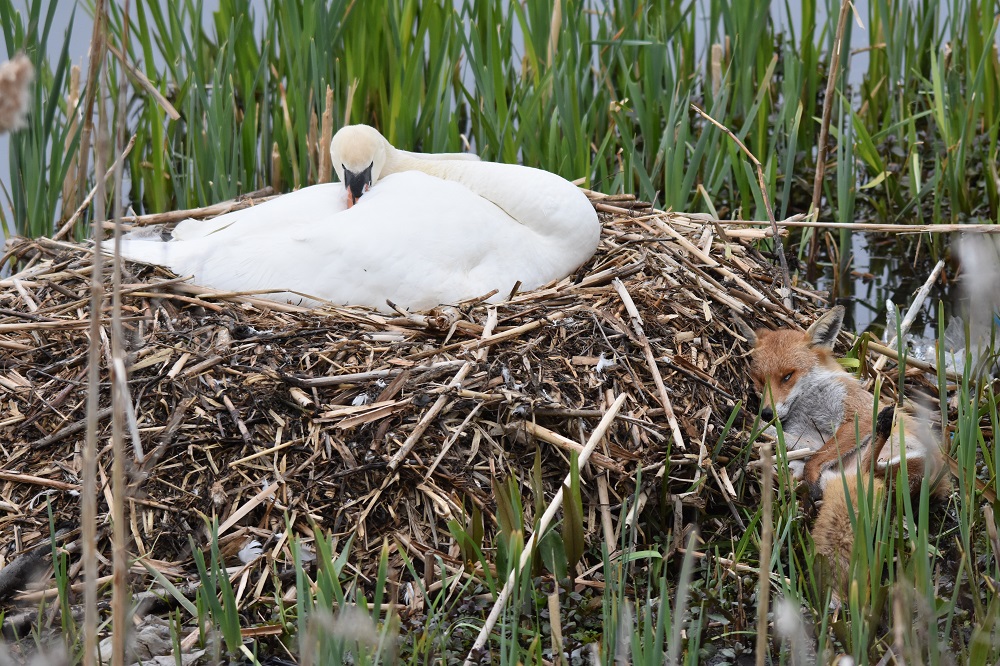 Rough night for the Fox