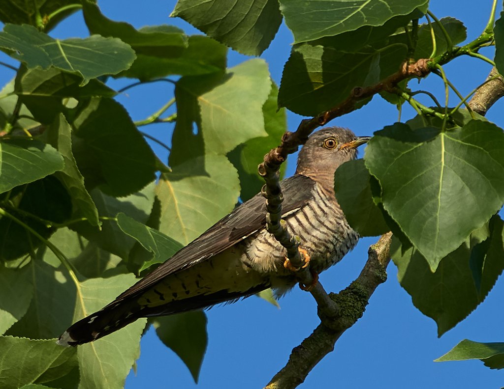 RSPB Lakenheath 23 June 2100214.jpg