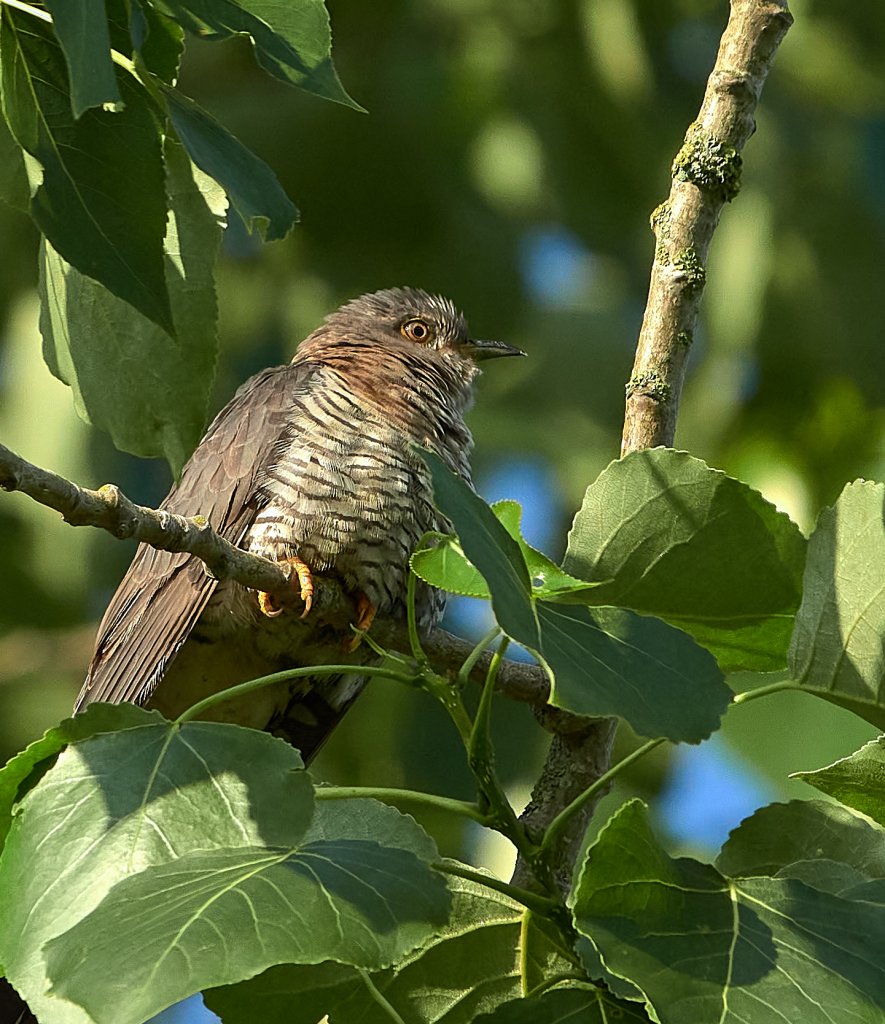 RSPB Lakenheath 23 June 2100233.jpg
