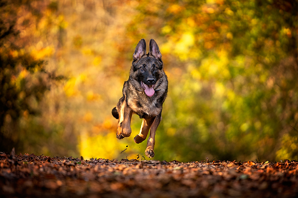 Running-Dog-copy.jpg