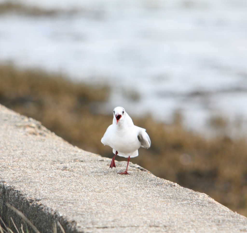 screaming gull