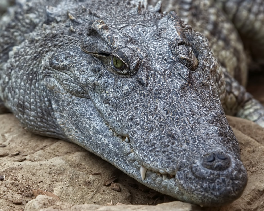 Siamese Crocodile (Crocodylus siamensis).jpg