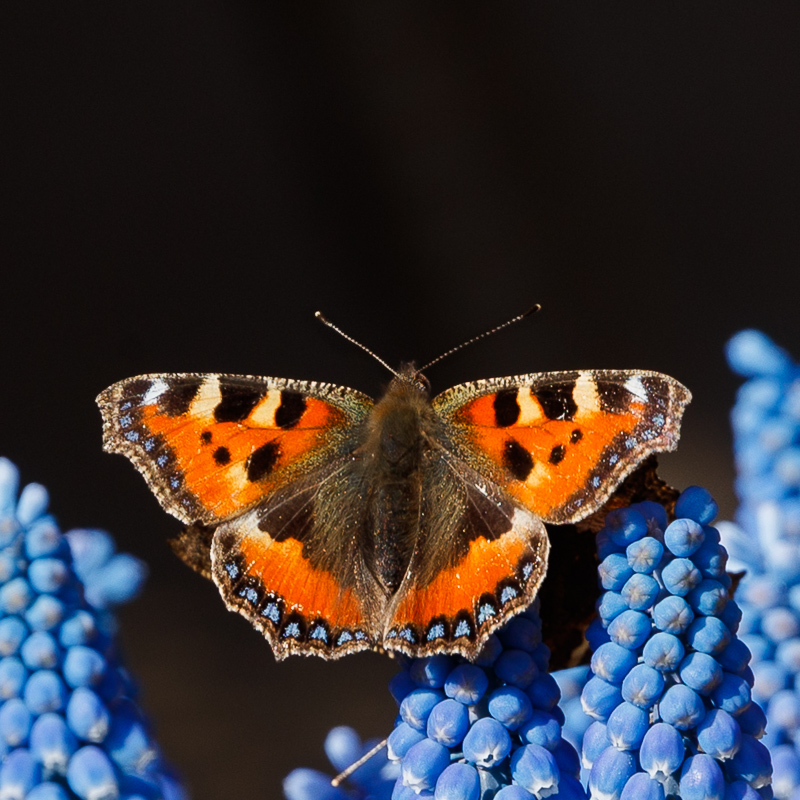 Small Tortoiseshell