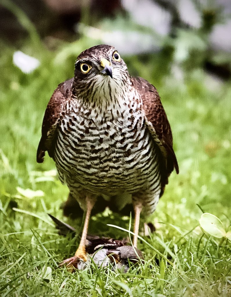 Sparrow Hawk