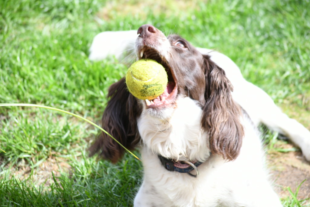 Springer Spaniel