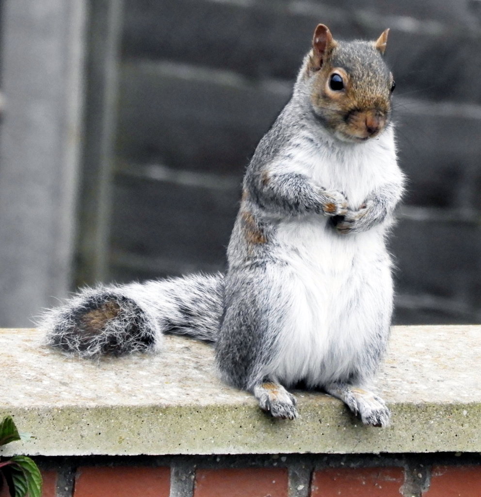 squirrel on wall.jpg