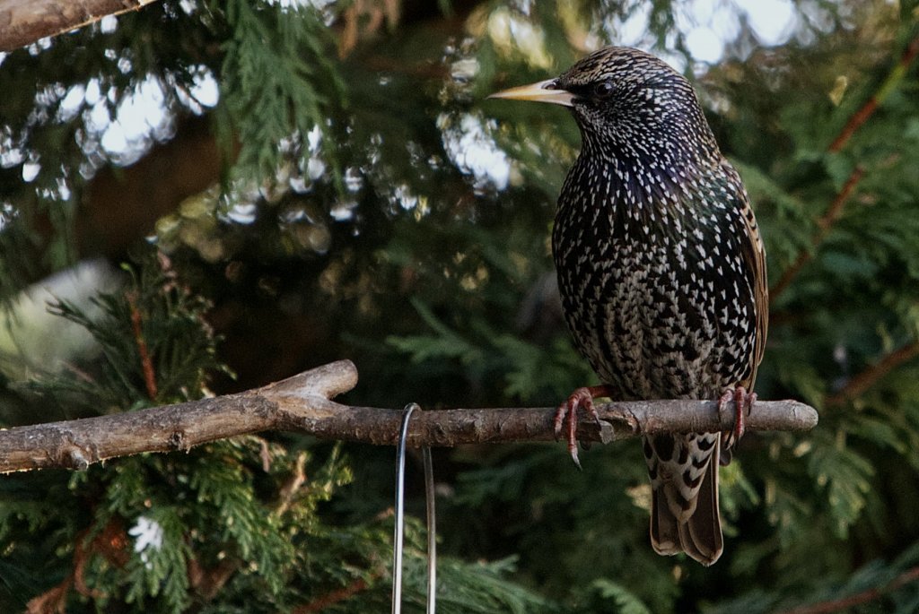 Starling