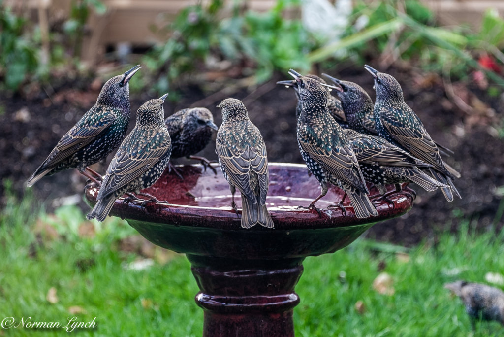 Starlings (sturnus vulgaris).JPG