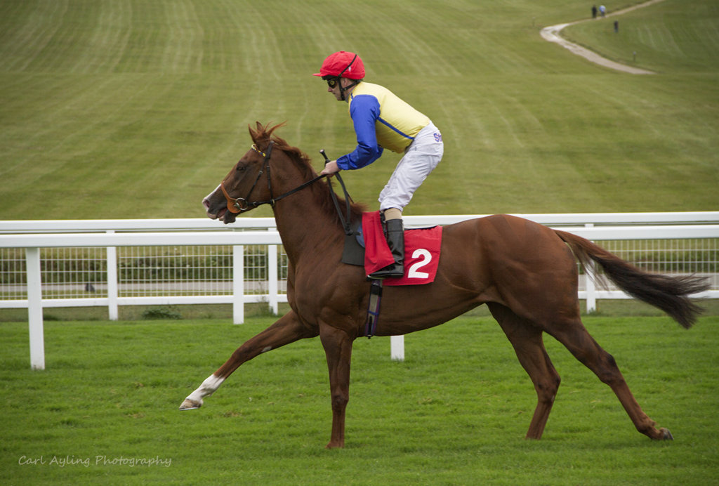 Starters Orders - Restless Rose