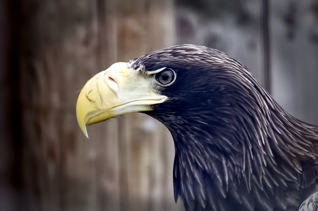 Stellar's Sea Eagle.jpg