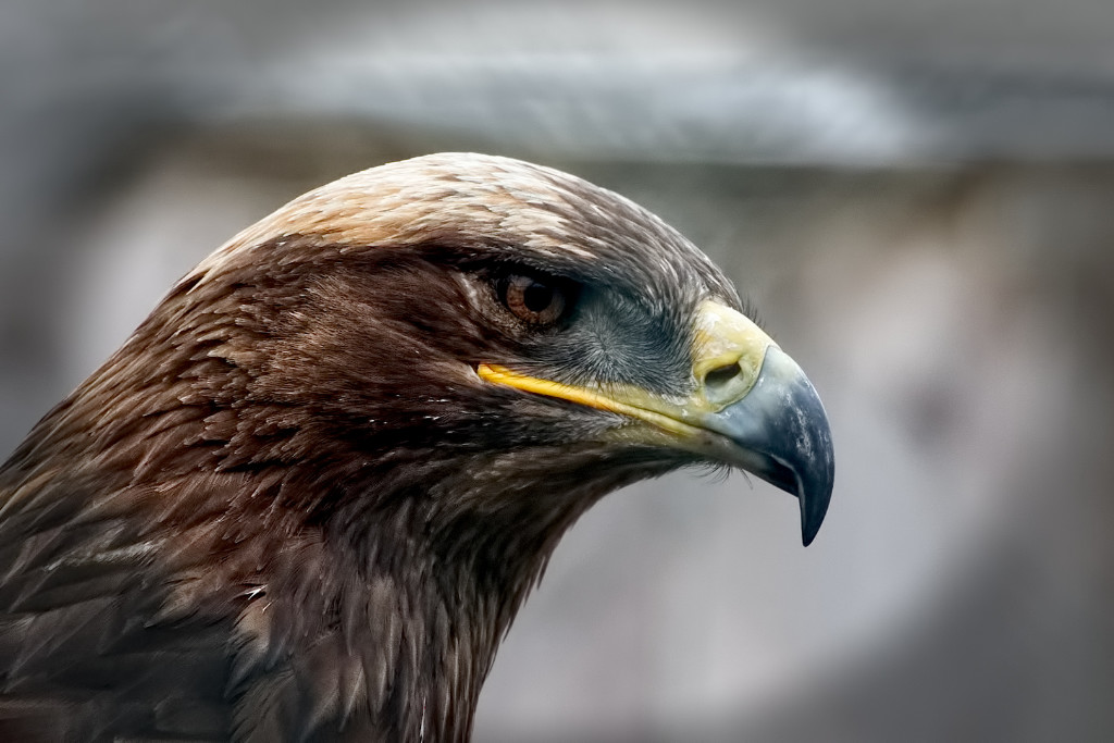 Steppe Eagle.jpg
