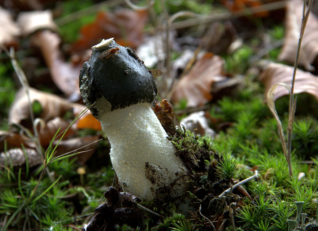 Stinkhorn.jpg