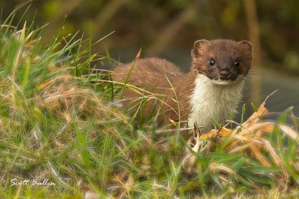 Stoat - 23 03 23.jpg