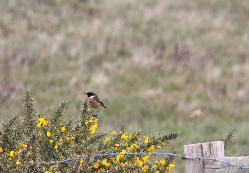 Stonechat