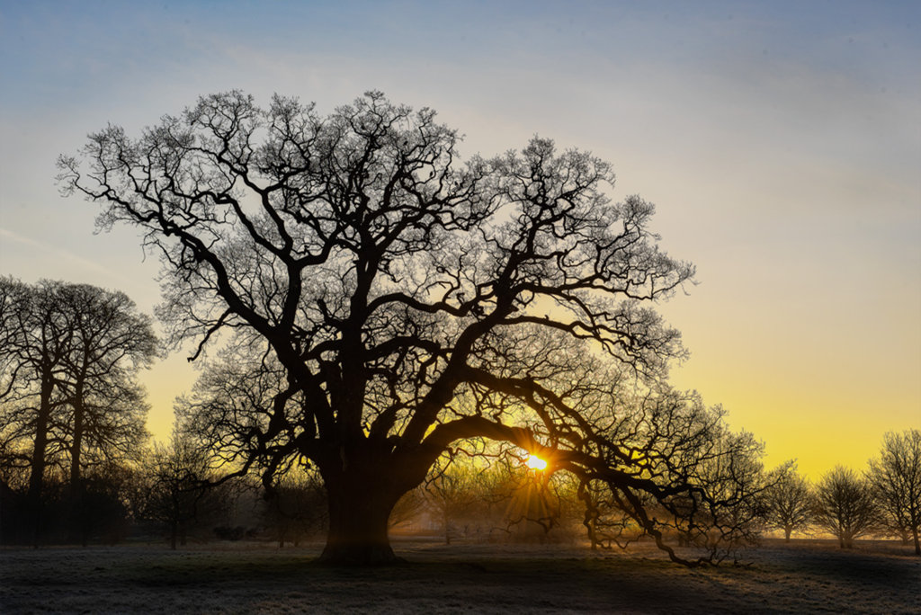 Sunrise2, M Freullet-copy.jpg