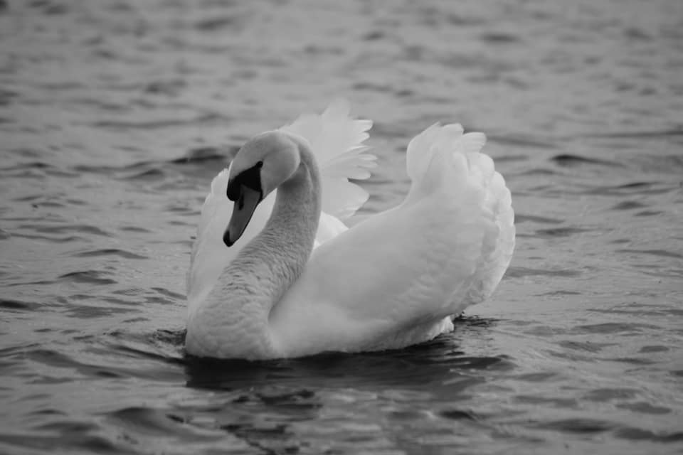 Swan B&W