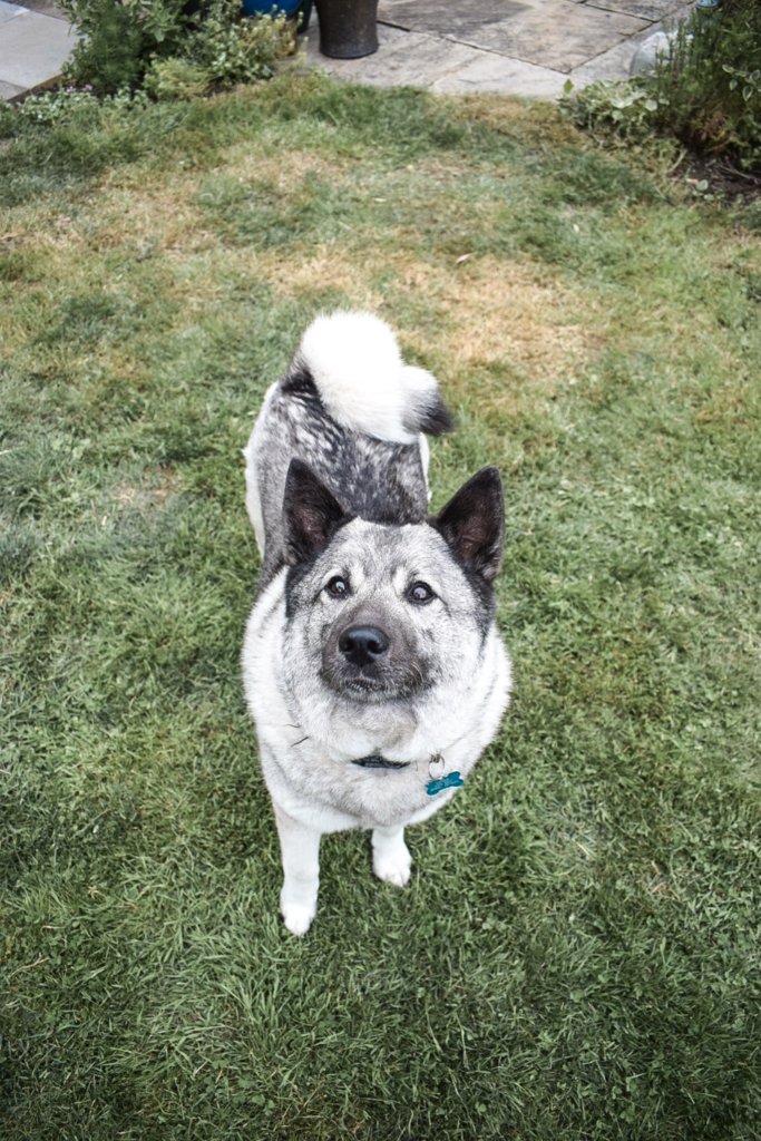 Taken on Nikon D5300 and edited in Lightroom Mobile