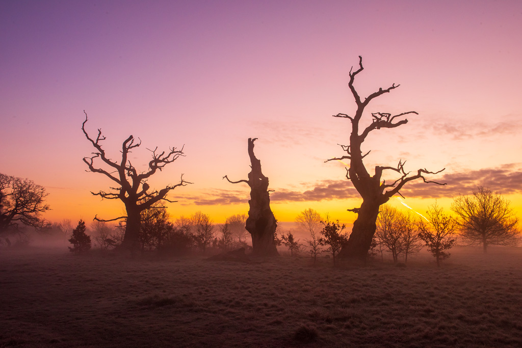 Tequila Sunrise Trees-copy.jpg